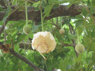 01 Fleur De Baobab